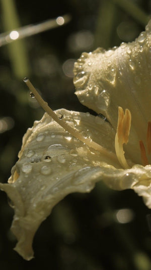New! Clarifying Botanical Toner