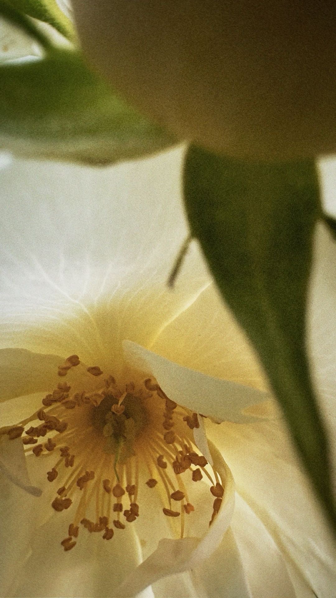 Bee Facial Hydrating Mist